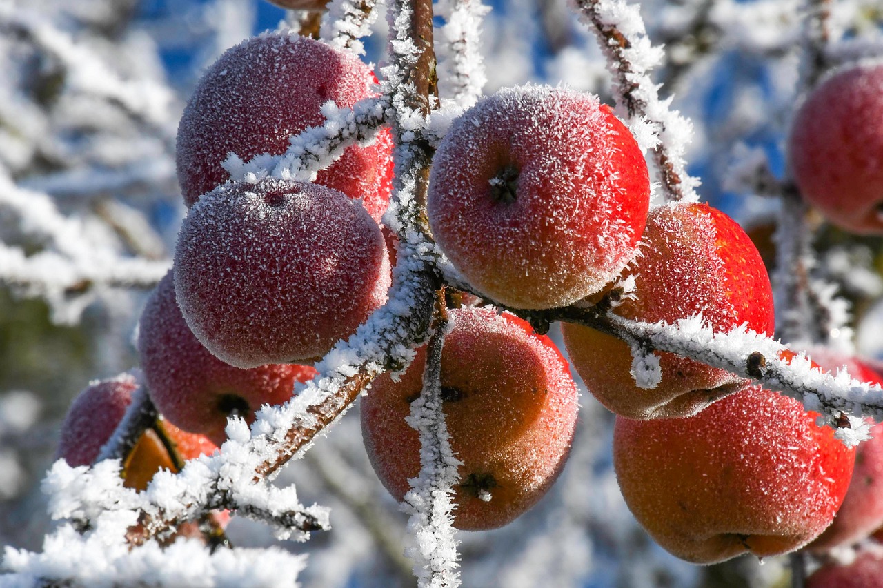 How to Protect Your Orchard's Fruit Trees From the Winter Cold