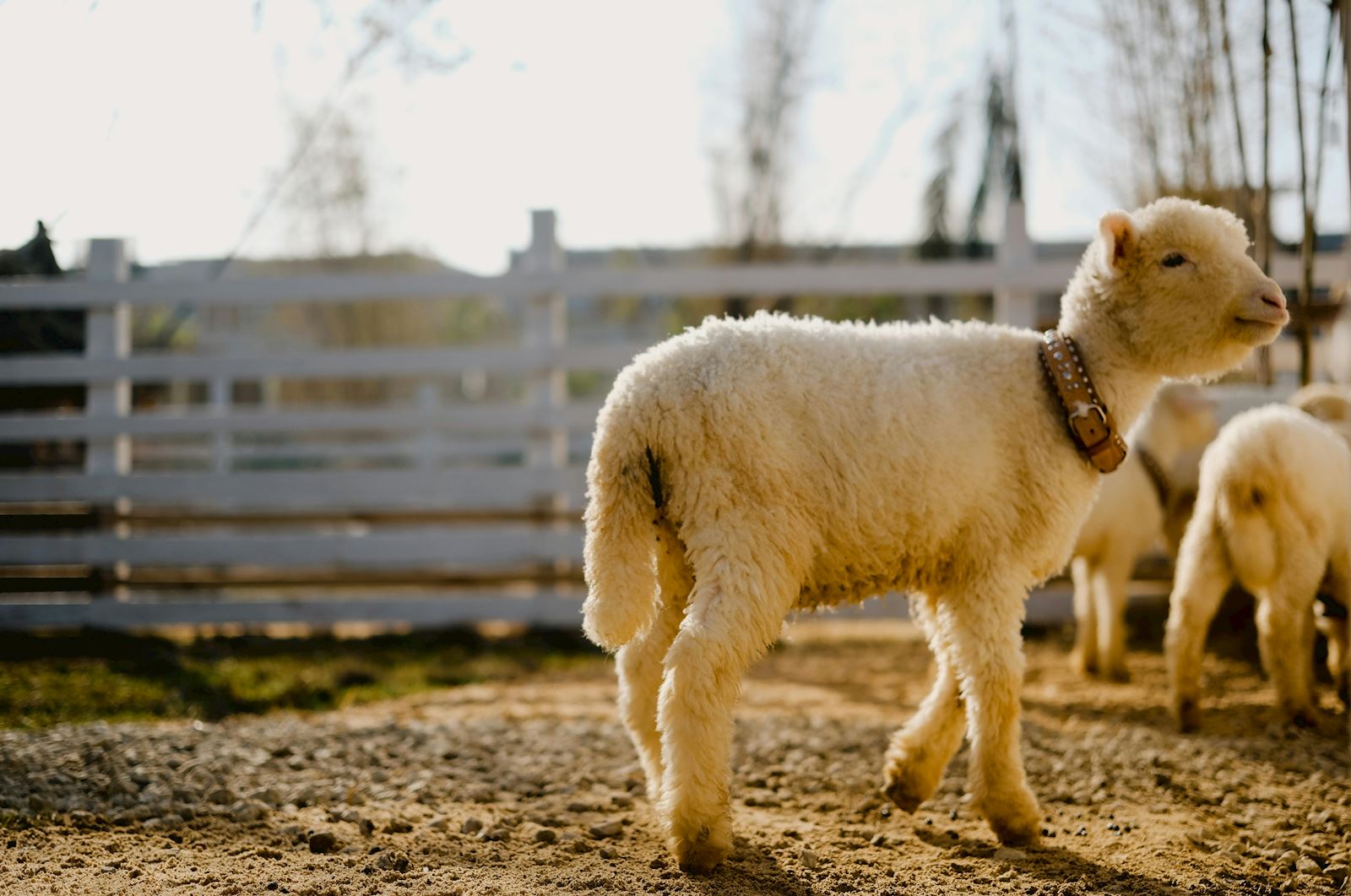 A Beginner's Guide to Raising Sheep