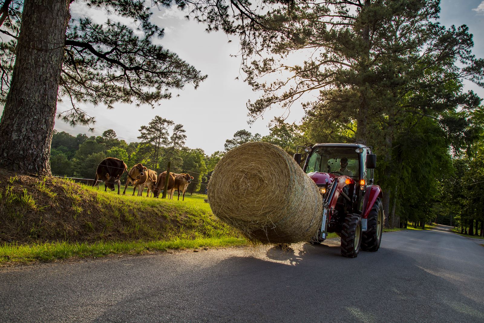 Reclaiming Overgrown Land for Livestock Use