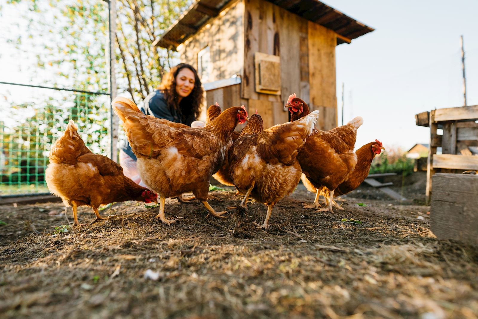 The Beginner's Guide to Raising Chickens