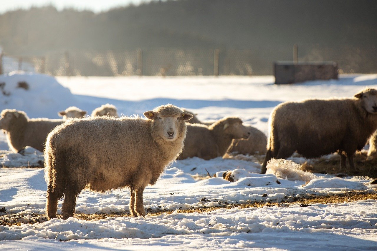 The Complete Guide to Preparing Your Livestock for Cold Weather