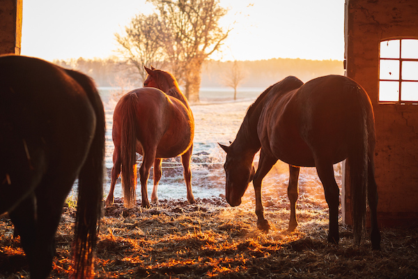 Equestrian Tips: Preparing Stables and Horses for Winter